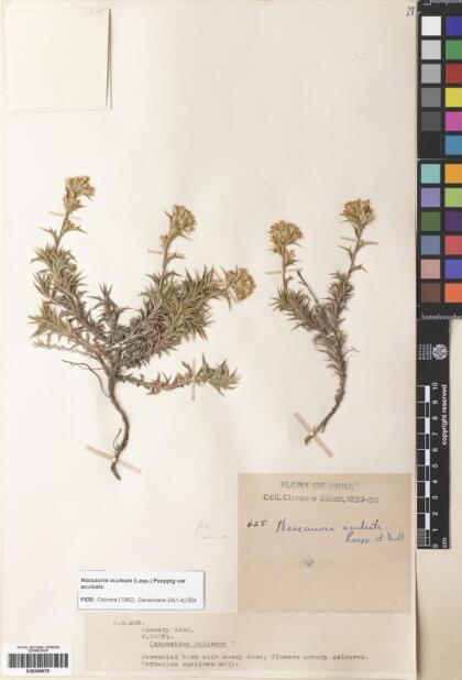 Nassauvia aculeata [Espécimen: ]