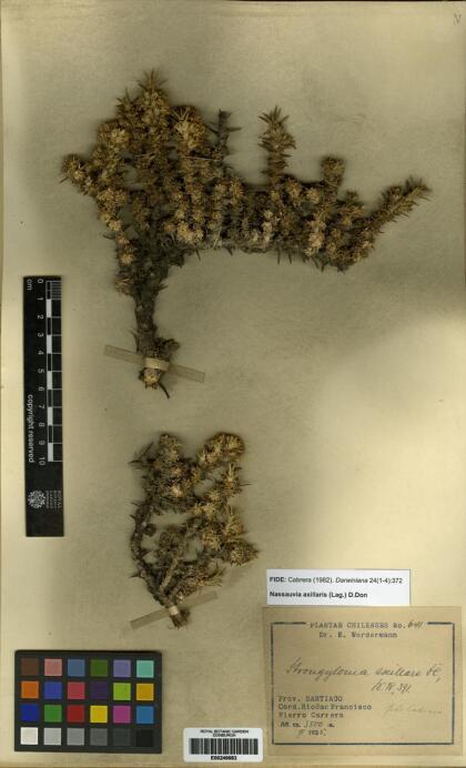 Nassauvia axillaris [Espécimen: ]