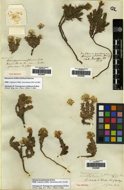 Nassauvia glomerata [Espécimen: ]