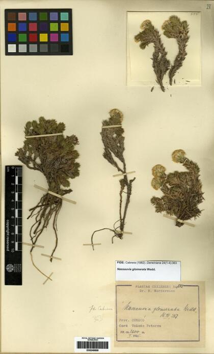 Nassauvia glomerata [Espécimen: ]