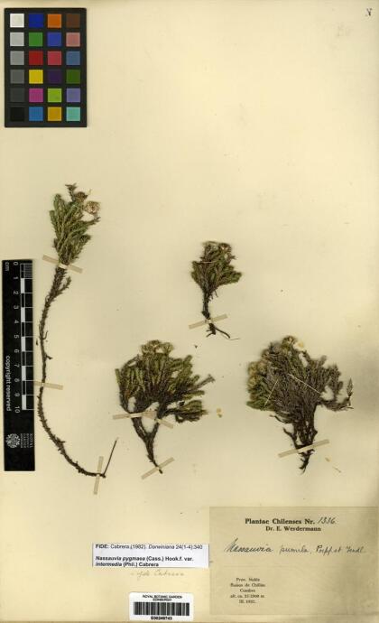Nassauvia pygmaea [Espécimen: ]