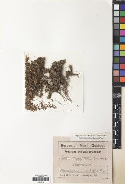 Nassauvia pygmaea [Espécimen: ]