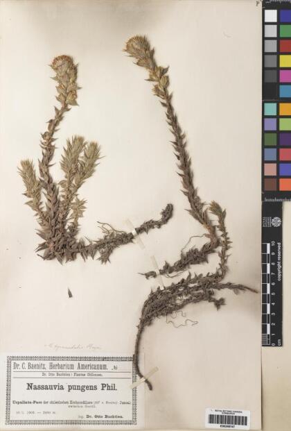 Nassauvia pyramidalis [Espécimen: ]