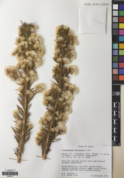 Pleocarphus revolutus [Espécimen: ]