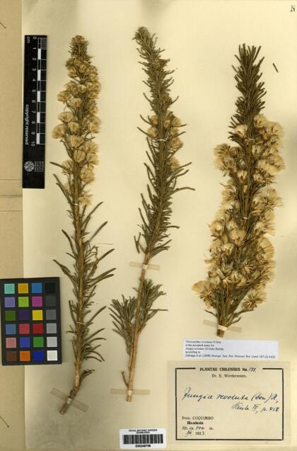 Pleocarphus revolutus [Espécimen: ]