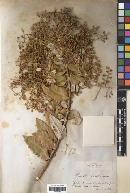 Spinoliva ilicifolia [Espécimen: ]