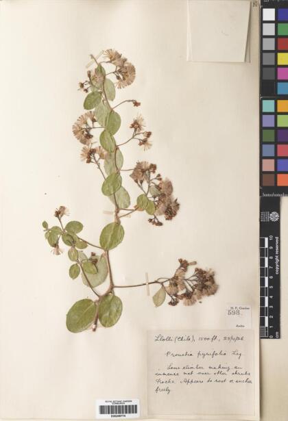 Proustia pyrifolia [Espécimen: ]