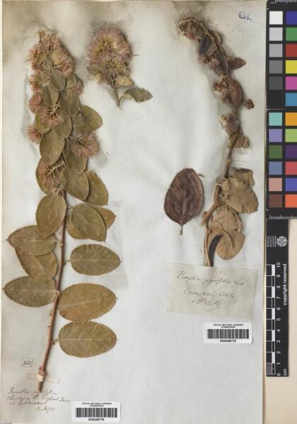 Proustia pyrifolia [Espécimen: ]