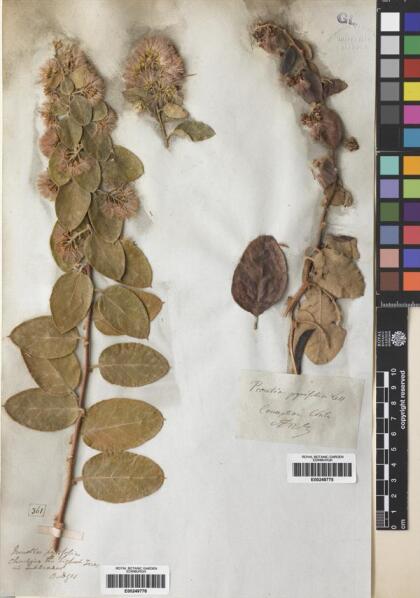 Proustia pyrifolia [Espécimen: ]
