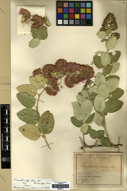 Proustia pyrifolia [Espécimen: ]
