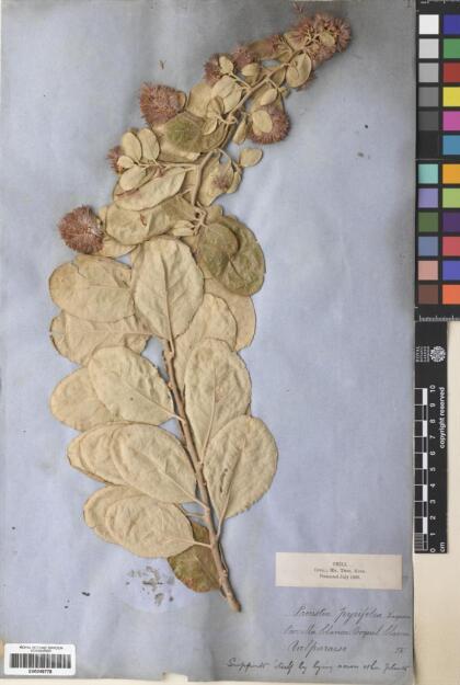 Proustia pyrifolia [Espécimen: ]