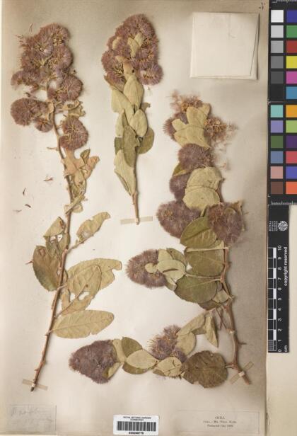 Proustia pyrifolia [Espécimen: ]