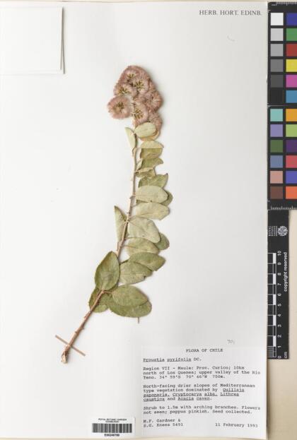 Proustia pyrifolia [Espécimen: ]