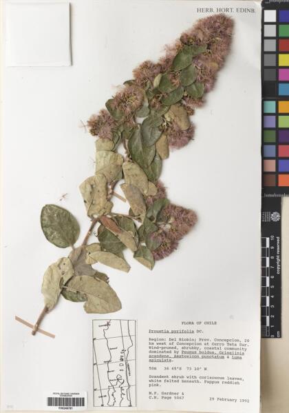 Proustia pyrifolia [Espécimen: ]