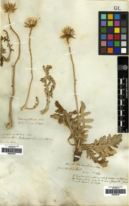 Trichocline aurea [Espécimen: ]
