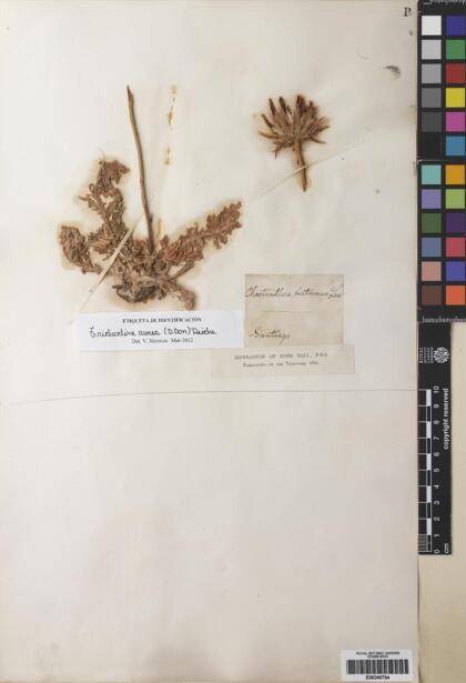 Trichocline aurea [Espécimen: ]