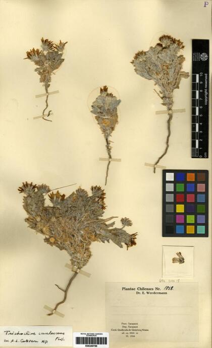 Trichocline caulescens [Espécimen: ]