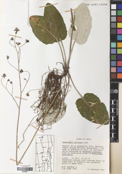 Adenocaulon chilense [Espécimen: ]