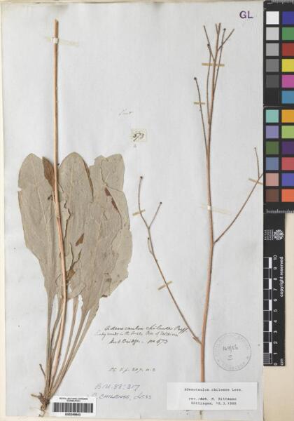 Adenocaulon chilense [Espécimen: ]