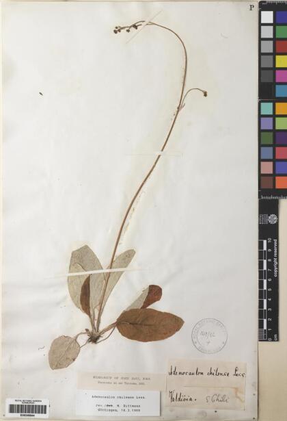 Adenocaulon chilense [Espécimen: ]