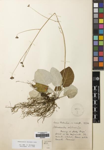 Adenocaulon chilense [Espécimen: ]