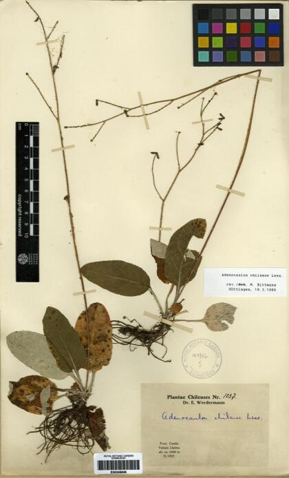 Adenocaulon chilense [Espécimen: ]