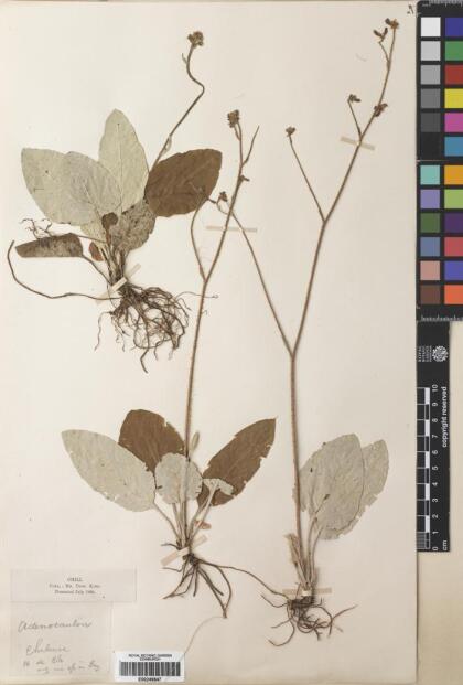Adenocaulon chilense [Espécimen: ]