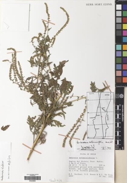 Ambrosia artemisiifolia [Espécimen: ]