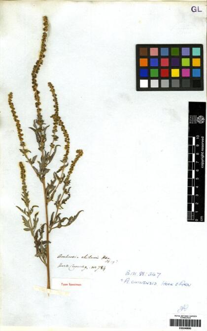 Ambrosia artemisiifolia [Espécimen: ]