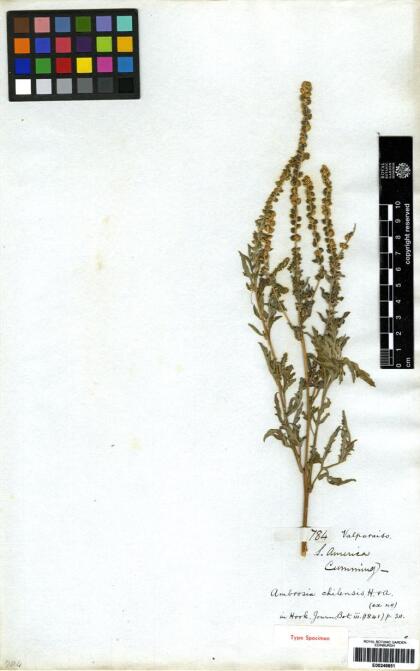 Ambrosia artemisiifolia [Espécimen: ]