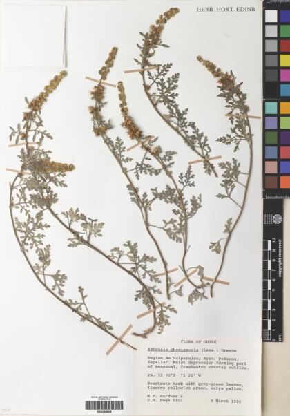 Ambrosia chamissonis [Espécimen: ]