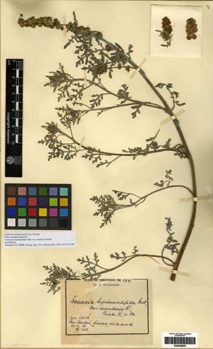 Ambrosia chamissonis [Espécimen: ]