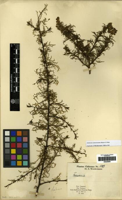 Ambrosia artemisioides [Espécimen: ]