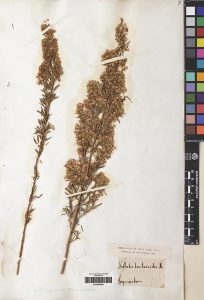 Ophryosporus paradoxus [Espécimen: ]