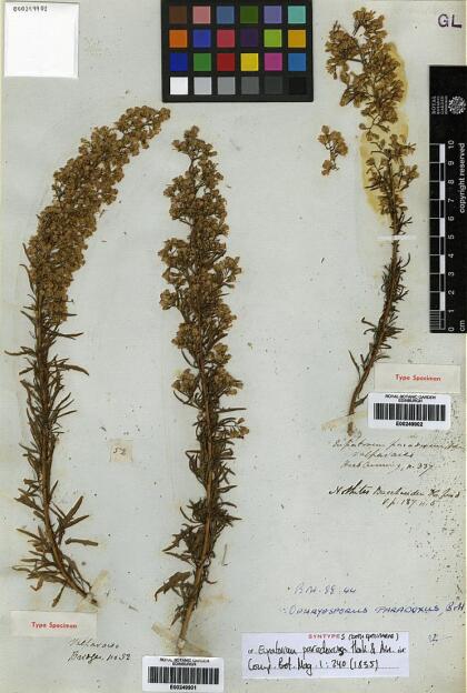 Ophryosporus paradoxus [Espécimen: ]