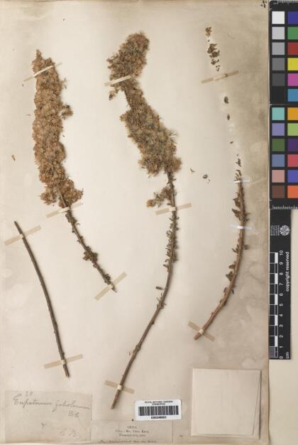 Ophryosporus triangularis [Espécimen: ]