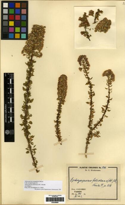 Ophryosporus triangularis [Espécimen: ]