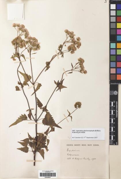 Ageratina glechonophylla [Espécimen: ]