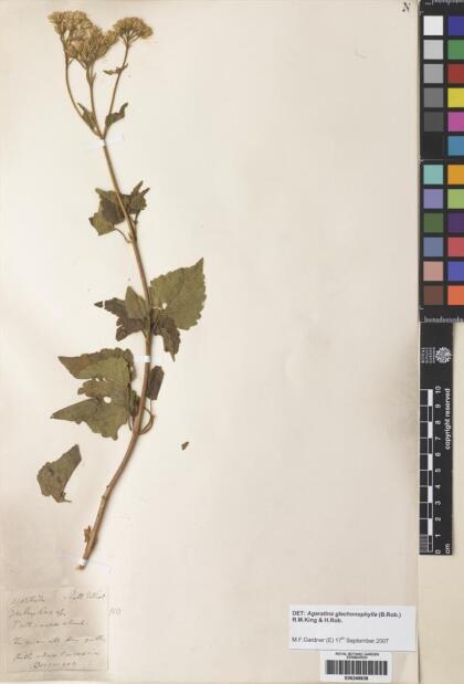Ageratina glechonophylla [Espécimen: ]