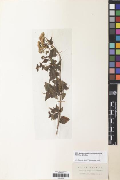 Ageratina glechonophylla [Espécimen: ]