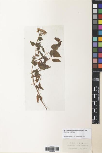 Ageratina glechonophylla [Espécimen: ]