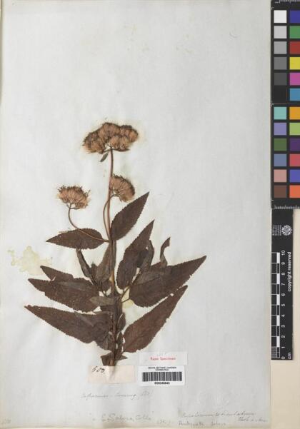 Aristeguietia salvia [Espécimen: ]