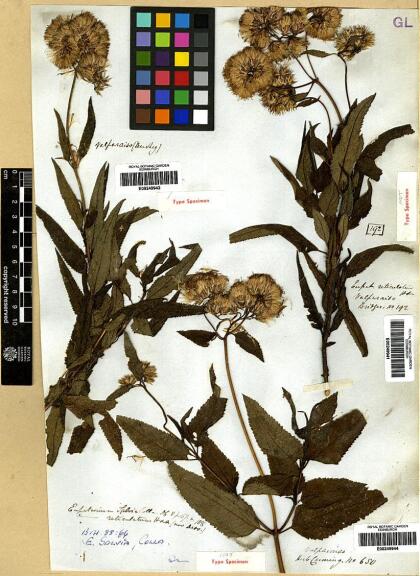 Aristeguietia salvia [Espécimen: ]