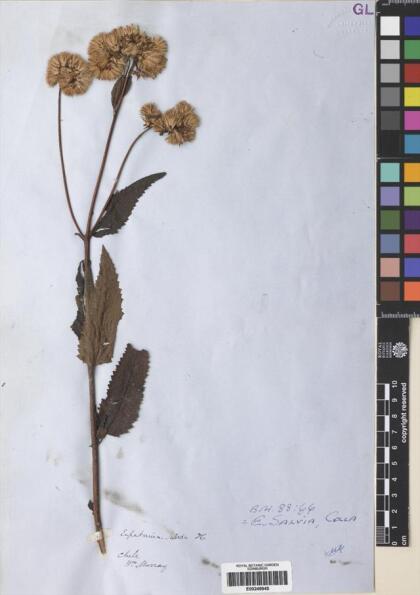 Aristeguietia salvia [Espécimen: ]