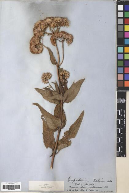 Aristeguietia salvia [Espécimen: ]