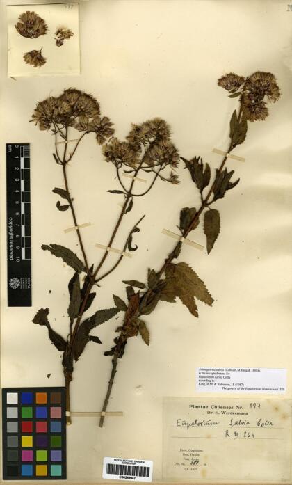 Aristeguietia salvia [Espécimen: ]