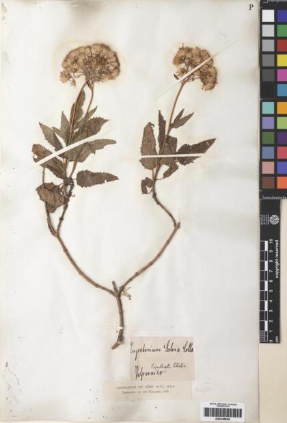Aristeguietia salvia [Espécimen: ]