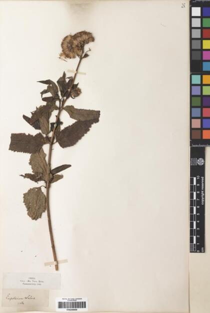 Aristeguietia salvia [Espécimen: ]
