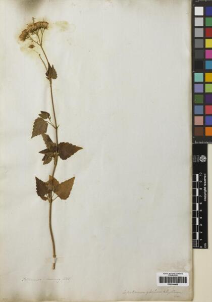 Ageratina glechonophylla [Espécimen: ]