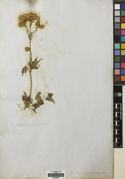 Ageratina glechonophylla [Espécimen: ]